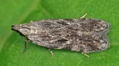 Крт во суво овошје и нивните правила за складирање